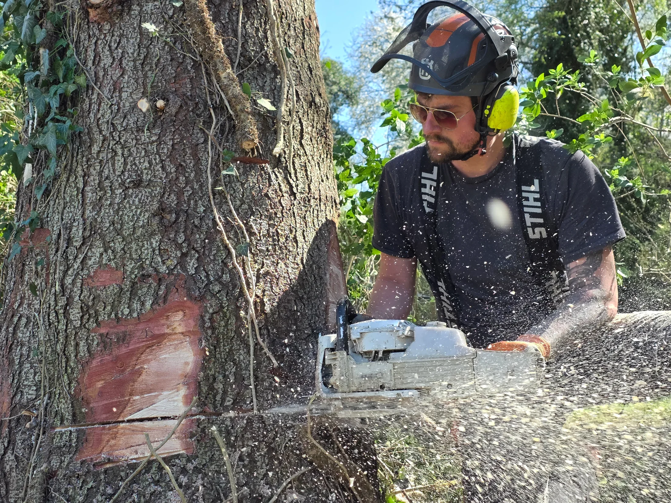 Baumfällung durch die Baumhelden