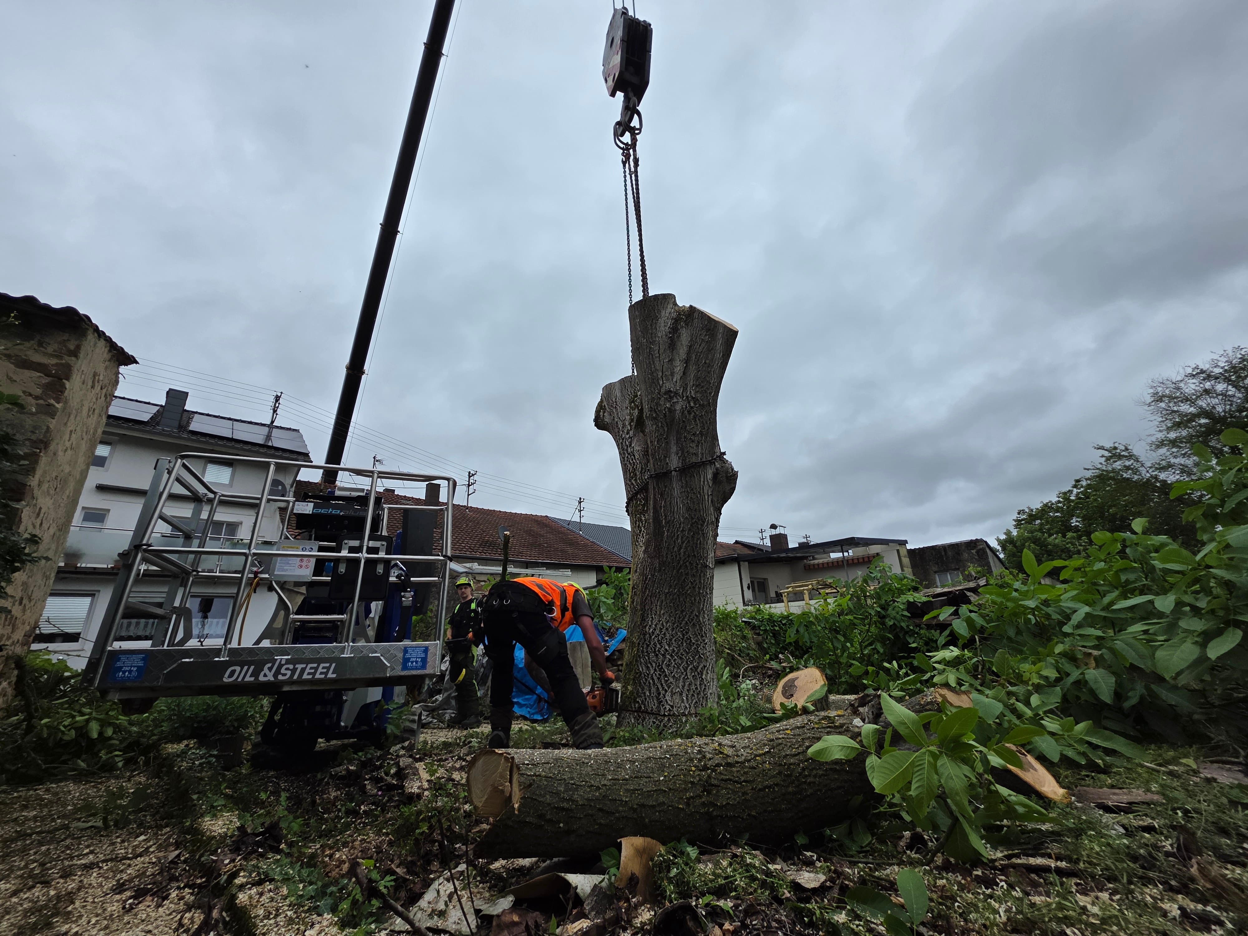 Kranfällung eines Walnussbaums in Hemmersdorf – Einsatzbild (öffnet das vollständige Bild)